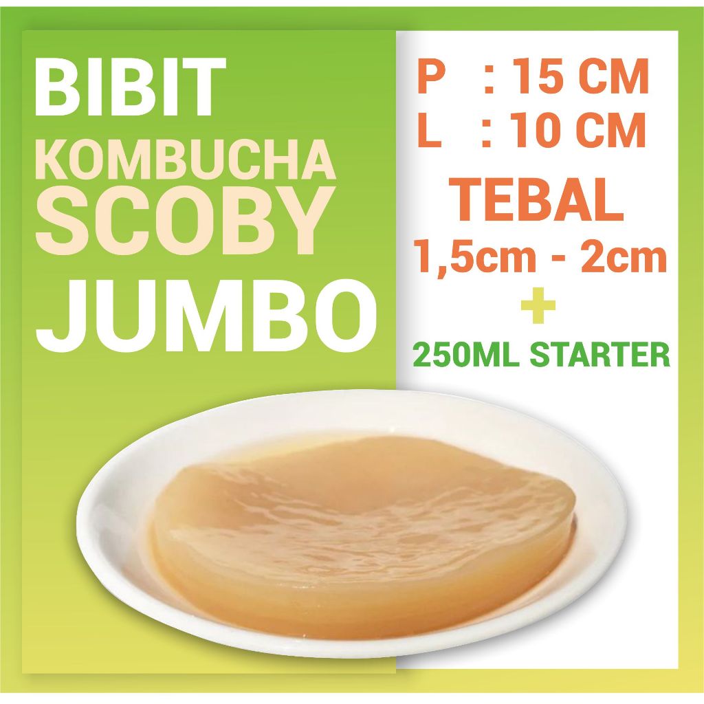 

SCOBY BABON | KOMBUCHA | BIBIT KOMBUCHA