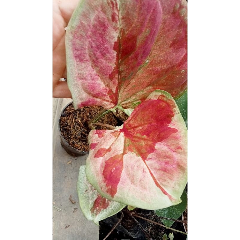 caladium/keladi bulat varigata