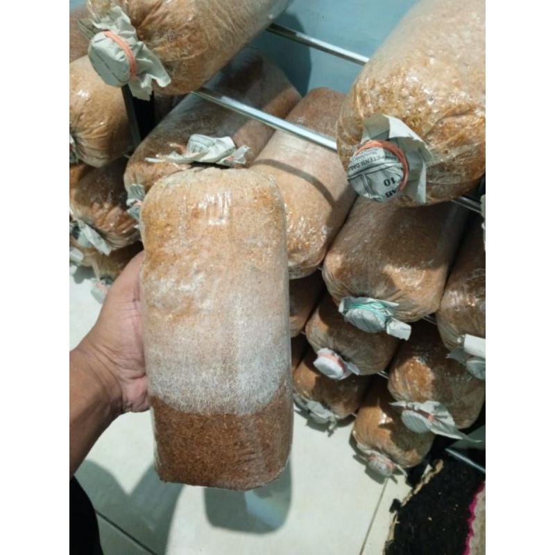 

BAGLOG JAMUR TIRAM PREMIUM MISILLIUM 70-80%
