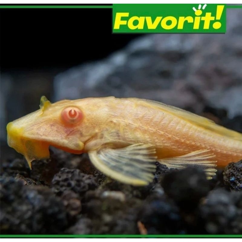 Pleco Albino Ikan Hias Aquascape Hiasan Aquarium Tanaman Air Tawar