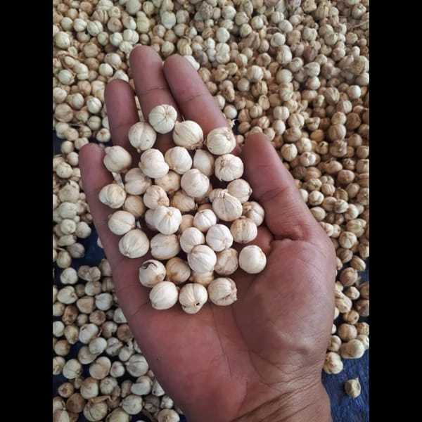 

Kapulaga Putih/White Cardamom-250gr