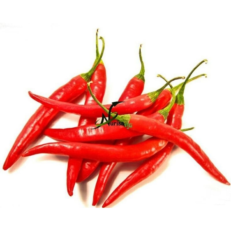 

cabe merah besar