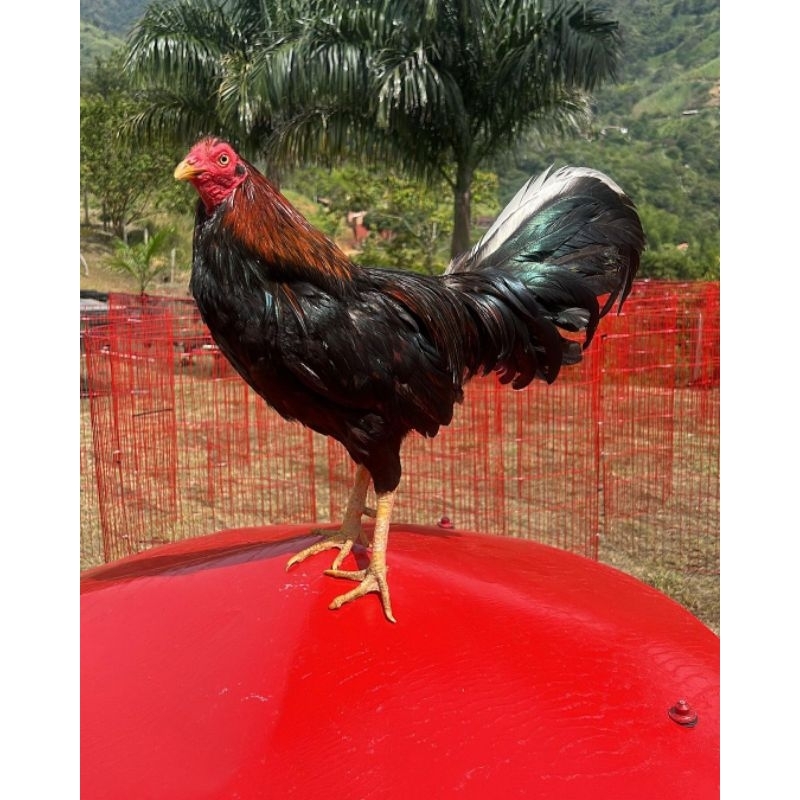 

telur ayam fertil ak 48 paket 4 butir