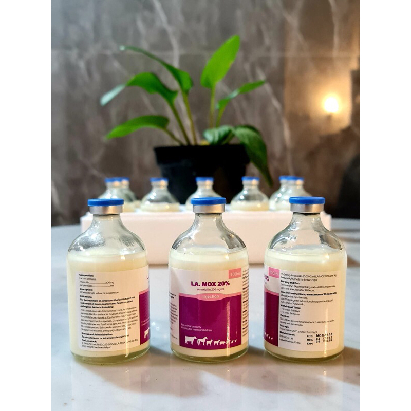 LA MOX 20% - Antibiotik untuk pengobatan PMK dan Lato Lato Sapi