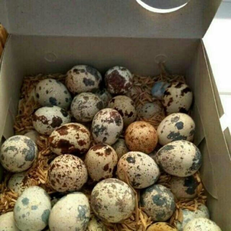 

Telor puyuh Mentah telor puyuh Mateng