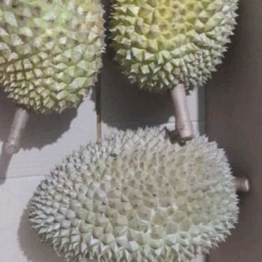 

Durian Bajul