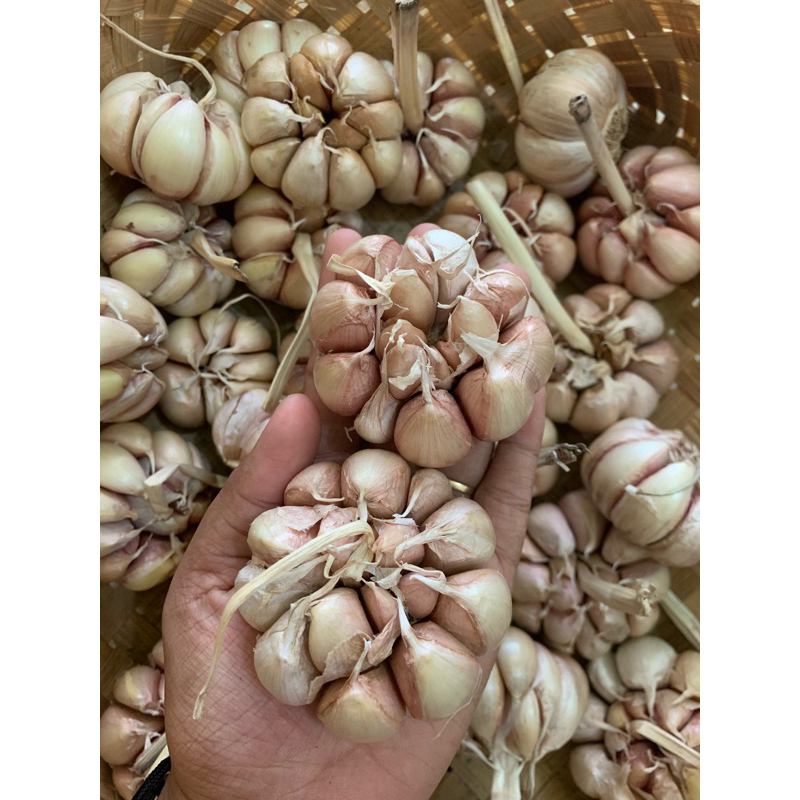 

Bawang putih sinco 1kg