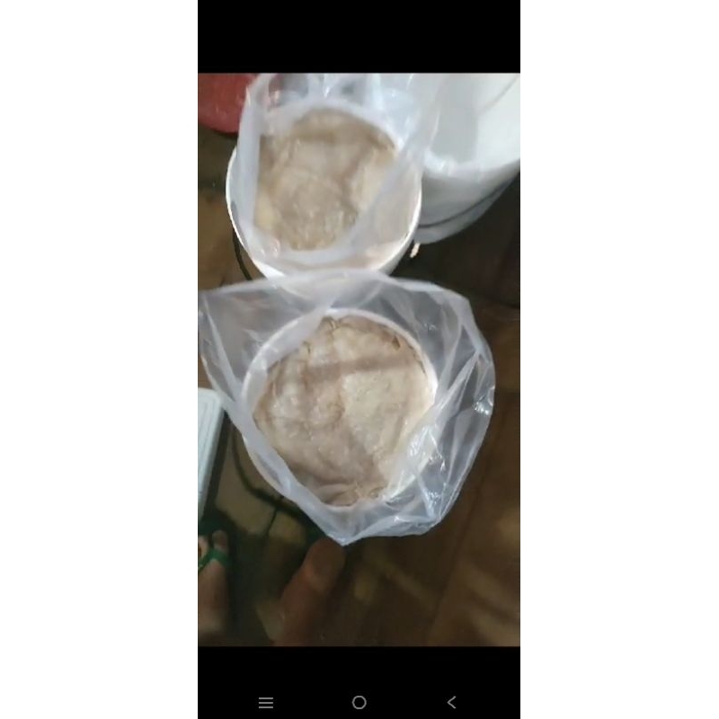 

ubur ubur mentah/jelly fish UK 20kg