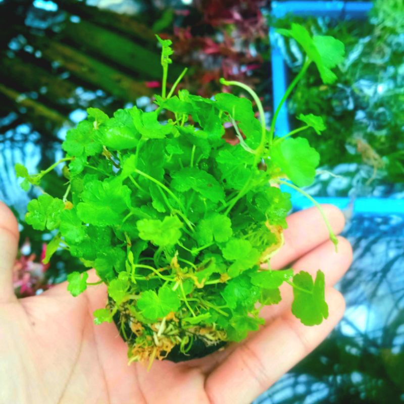 Tanaman Aquascape hydrocotyle grend low c02 media wabikusa