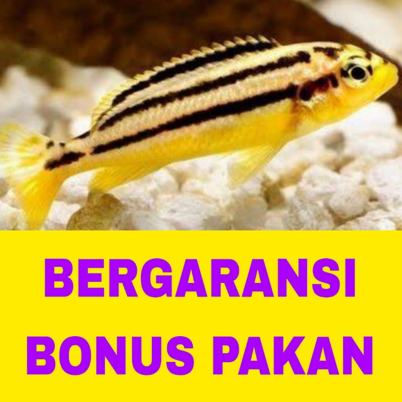 ikan hias niasa isi 10 bergaransi