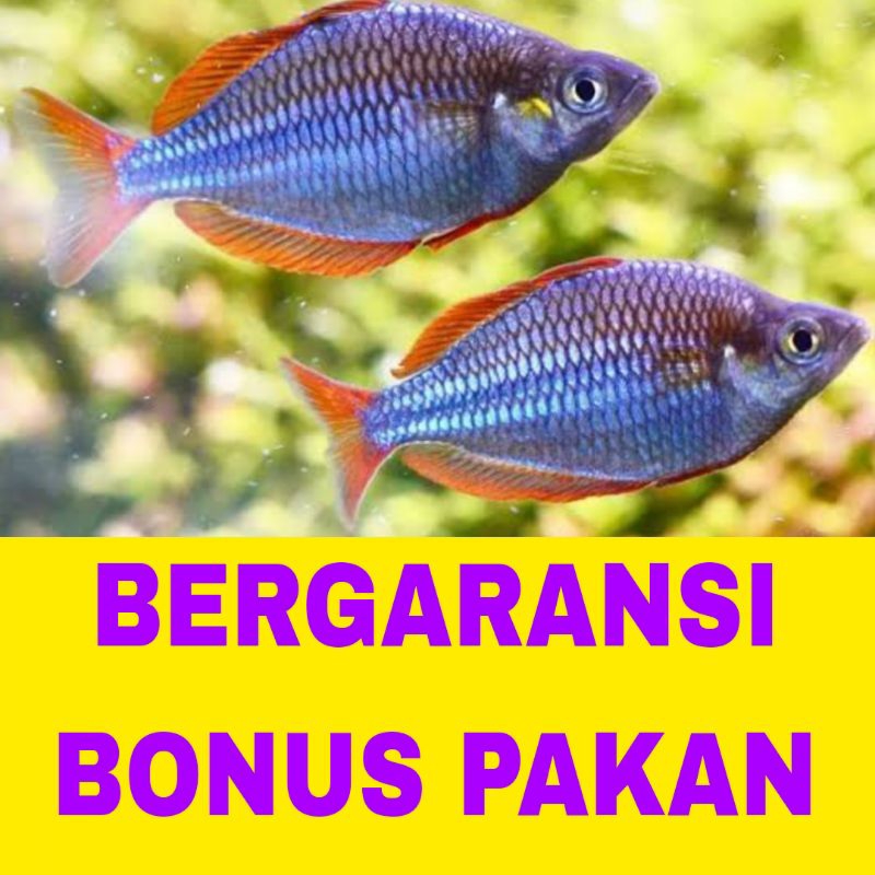 ikan rainbow PEACOCK isi 10