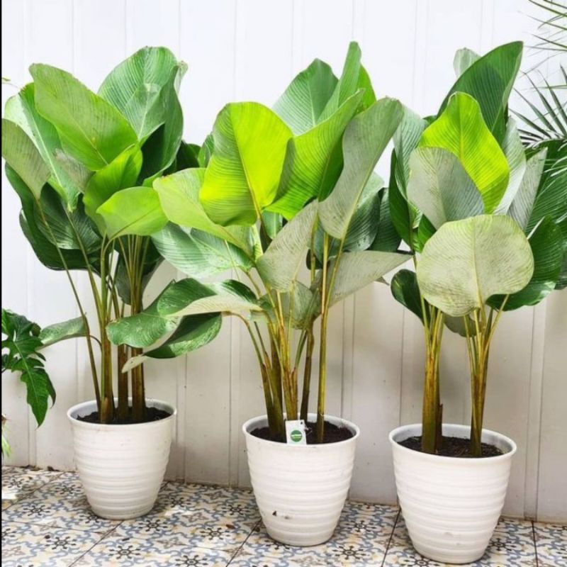 Pisang Luthea Tanaman Hias Buat Cafe, Tanaman Hias Pisang Luthea