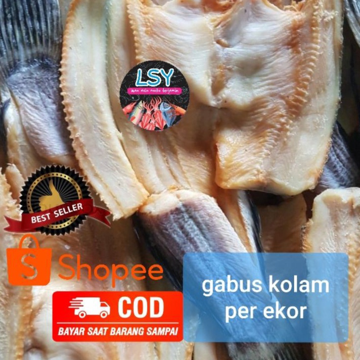 

FG2 ikan asin gabus kolam size besar