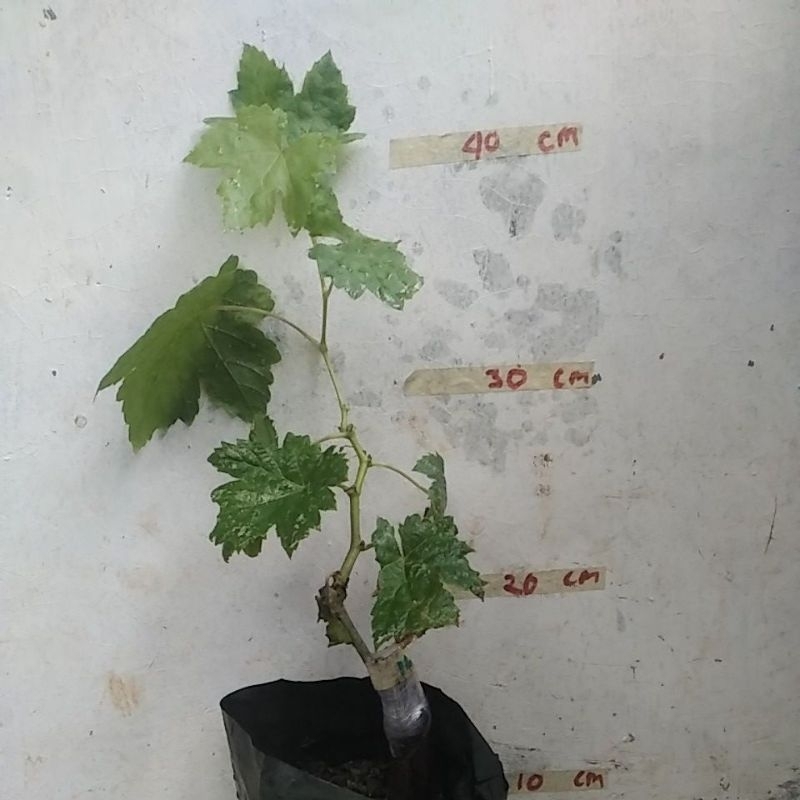 

Real Pict!!!Anggur import Ilaria