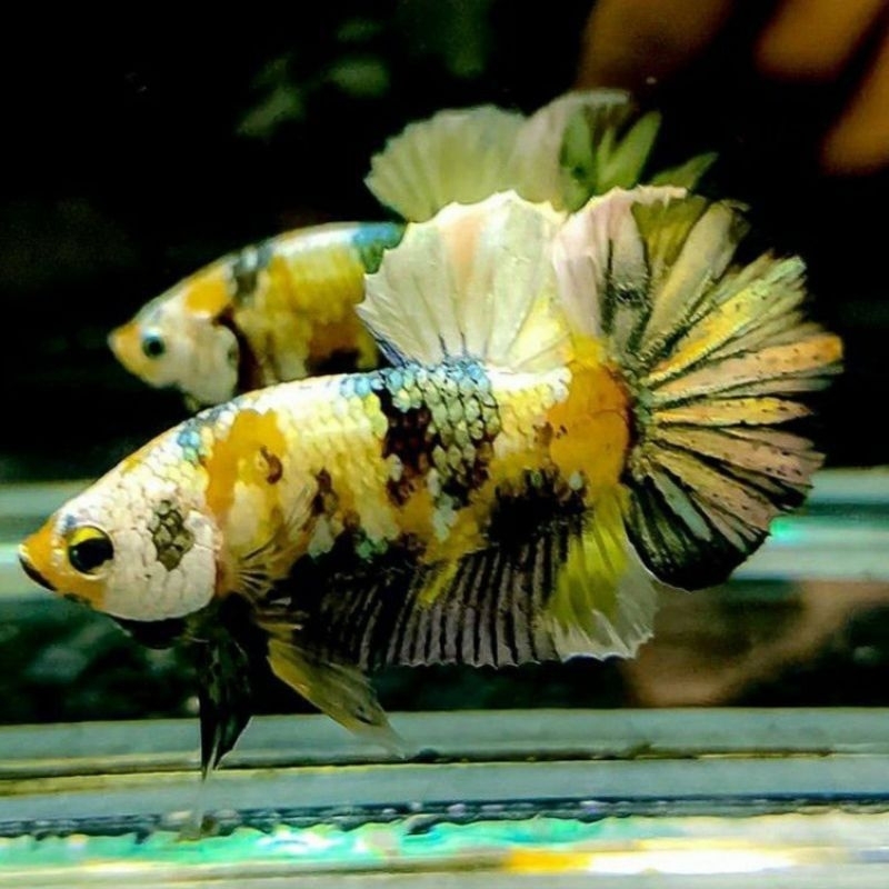 Bahanan top grad yellow koi copper gold