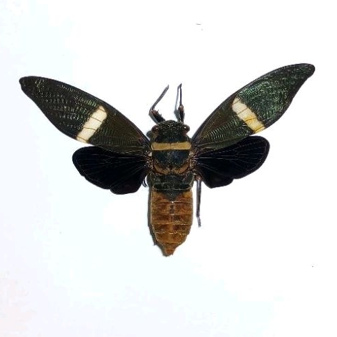 AWETAN ASLI CICADA TONGGERET ASLI INDONESIA