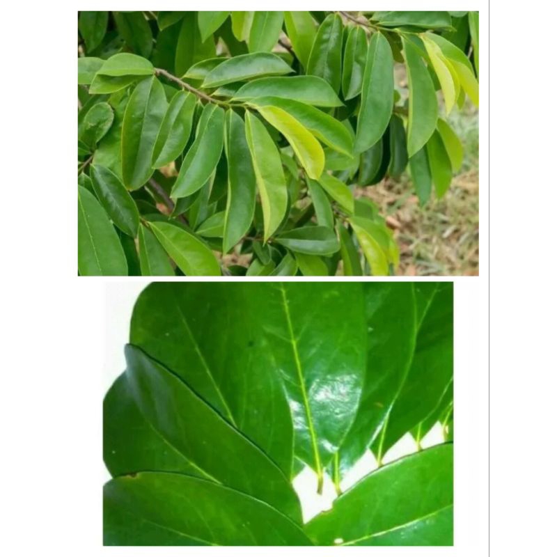 

daun sirsak segar termurah 100 lembarr