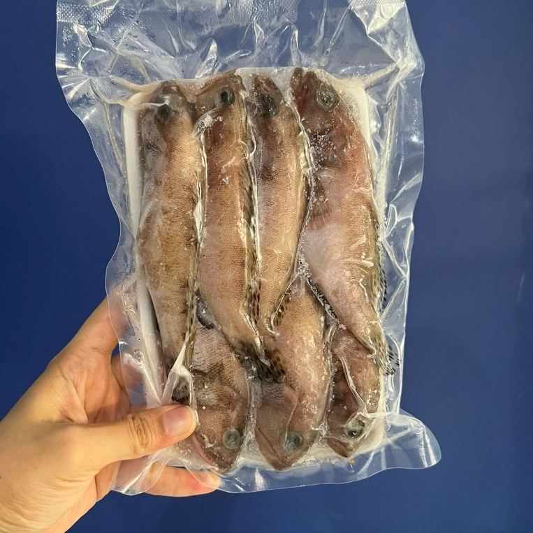 

Ikan Kerapu Baby