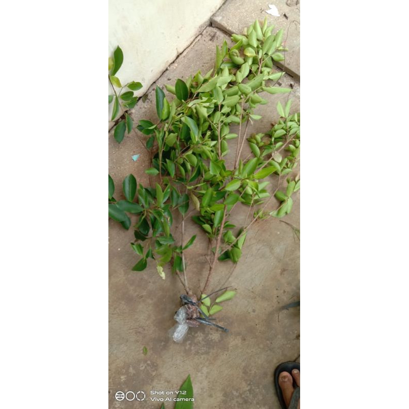 bibit beringin iprik/preh