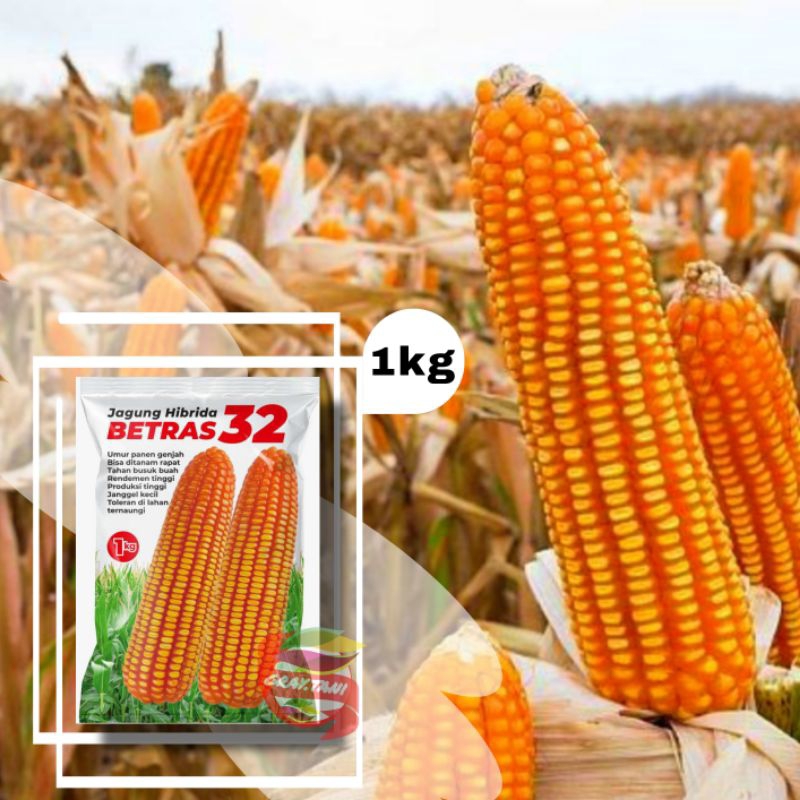 Benih Bibit Jagung Hibrida Betras 32 Merek Bintang Asia (1kg ) Original Asli