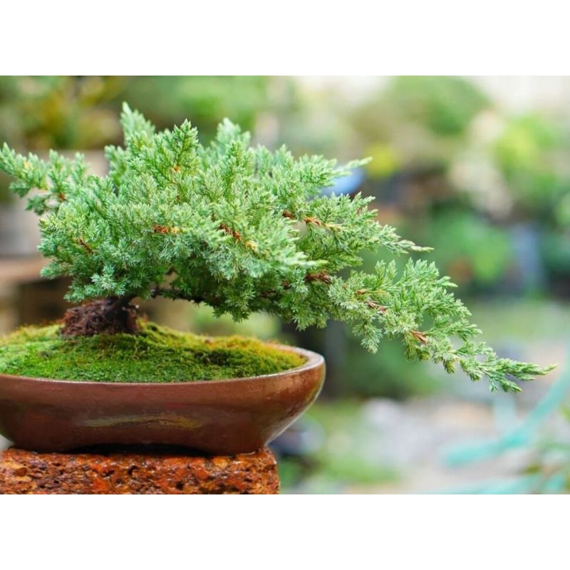 Tanaman Bonsai Cemara Crocodile - Cemara Buaya Bahan Bonsai