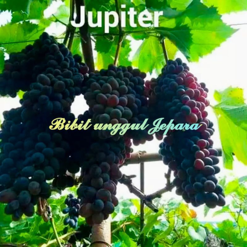 BIBIT ANGGUR IMPOR JUPITER sudah berbuah