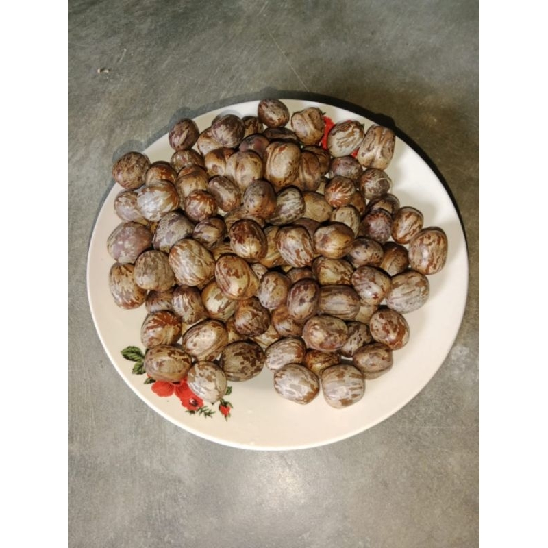 biji karet super.buat aduan/bibit 250 biji