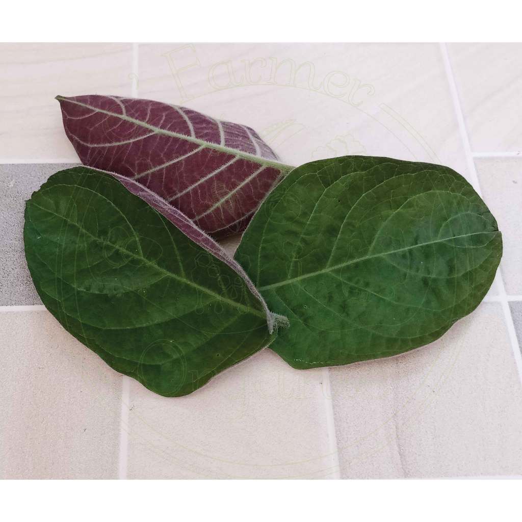 

Daun Kentut Ungu/ Kipuak Ungu/ Lá mơ