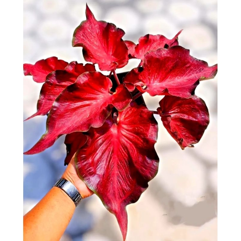 Anggur Merah Tanaman Hias Anggur Merah Tabaman Hias Murah Meriah Keladi Hias Anggur Merah Keladi Hia