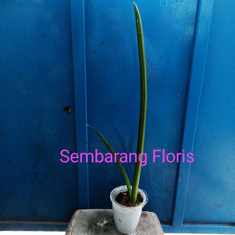 Sansevieria Cylindrica Canaliculata / Sansevieria Cylindrica Species