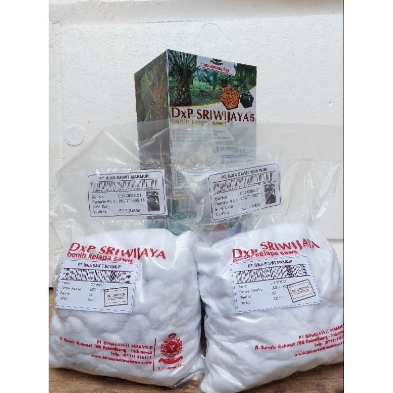 benih bibit kecambah sawit sriwijaya sj5 berkualitas isi 250 butir