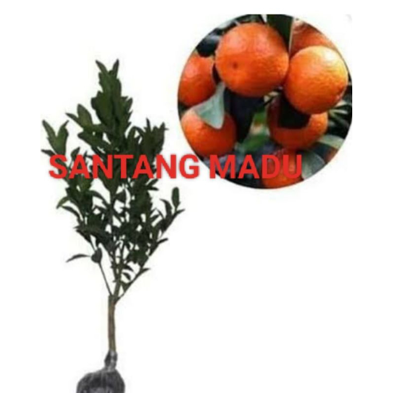 bibit super jeruk Santang madu