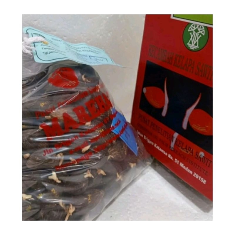 Bibit benih sawit MAREHAT unggul bersertifikat