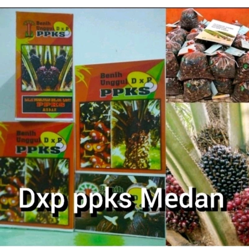 Benih Bibit Kecambah Sawit PPKS DXP 239 UNGGUL