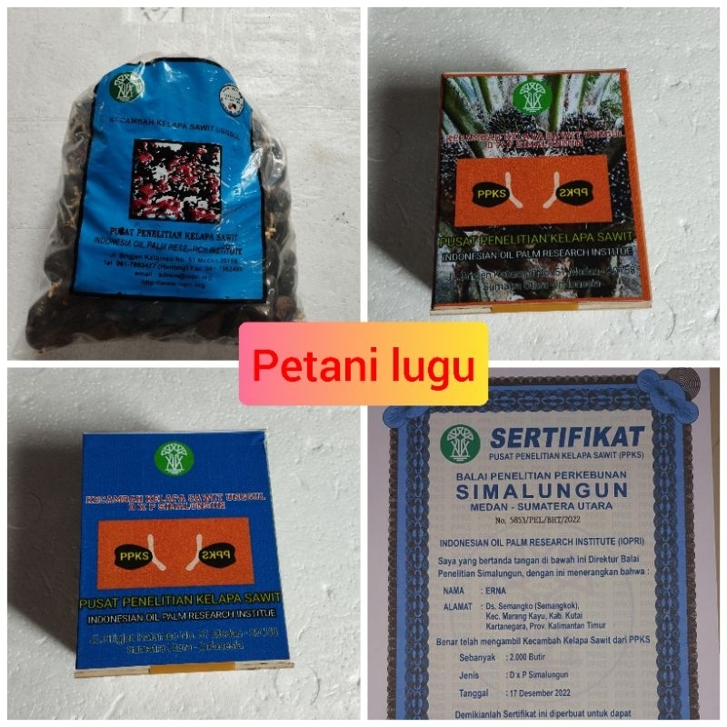 bibit kecambah polong sawit simalungun dxp medan