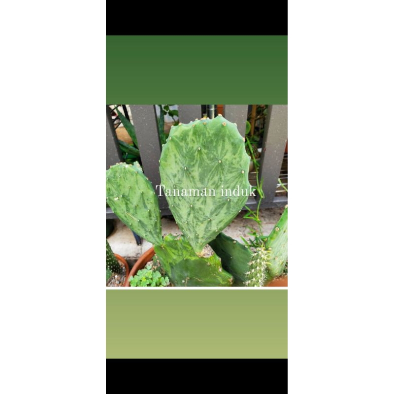 opuntia gomei varigata