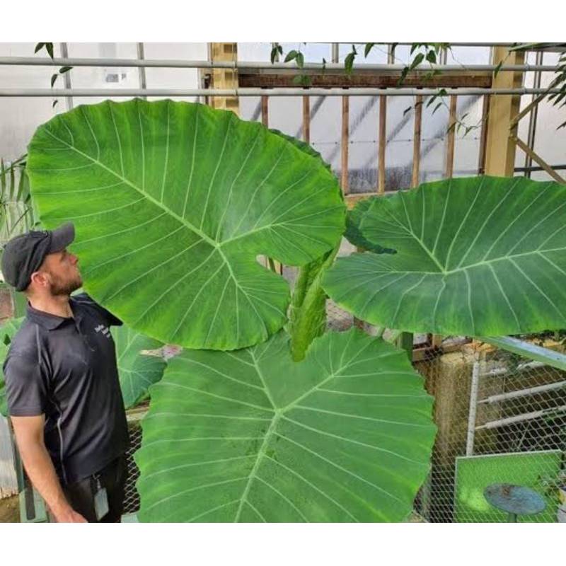 colocasia gigantea