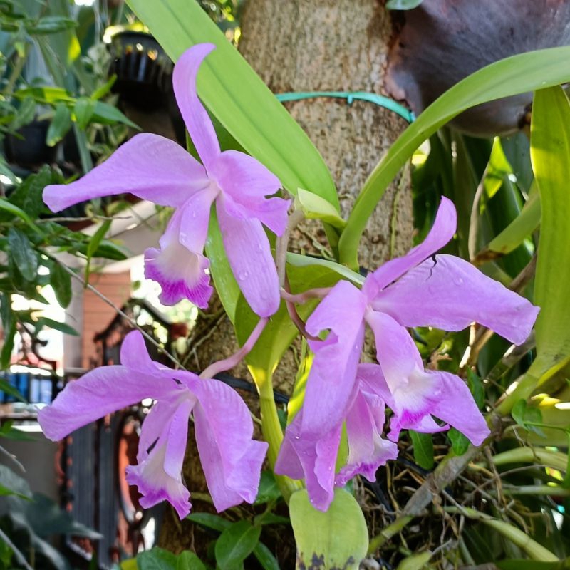 Cattleya Mantini Anggrek Cattleya Ungu isi 3 batang