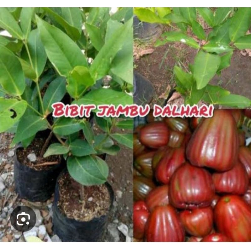 

jambu air dalhari super