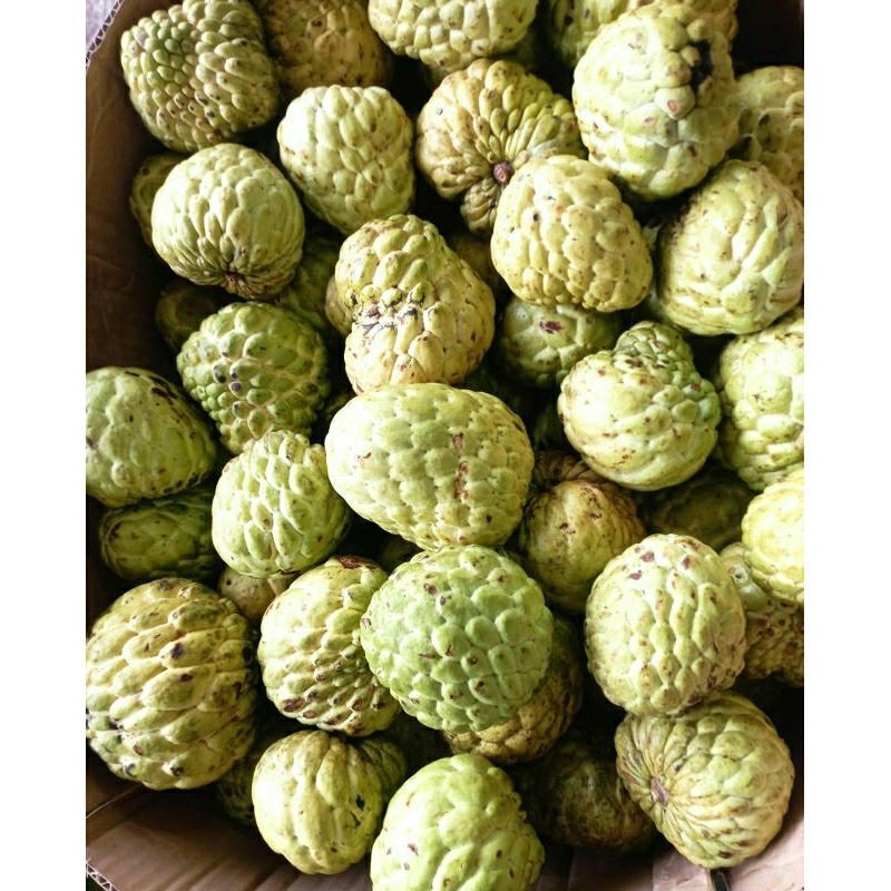 

srikaya per buah