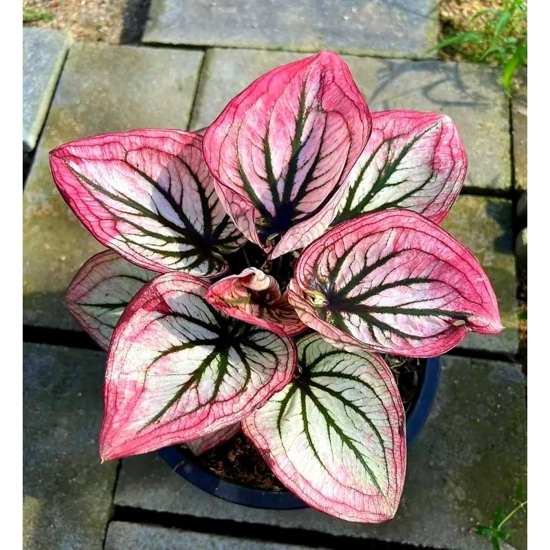 Caladium pink beauty tanaman Hiaa Pink Beauty tanaman hias murah meriah bisa COD pink beauty