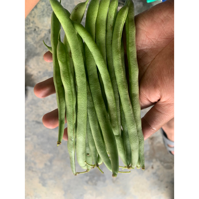 

sayurbuncisfresalami