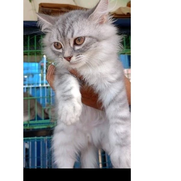 adopt kucing anggora persia, kucing anggora persia jantan