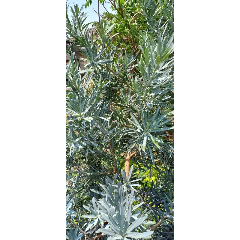 bibit lohansung blueice lohansung blue ice ori entres lohansung blueice blue cincuan bibit lohansung