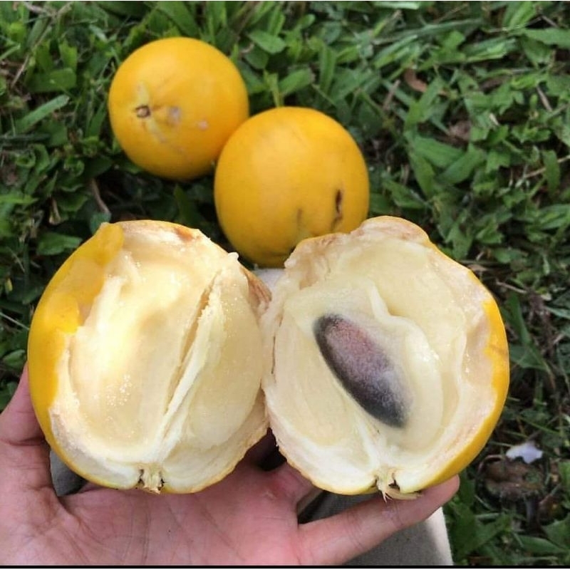 Bibit Sawo Abiu (Sawo Australia)