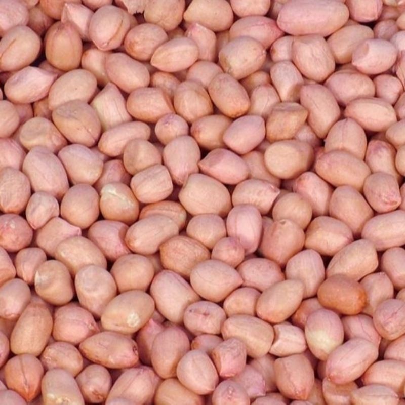 

Kacang Tanah Mentah 1 Kg