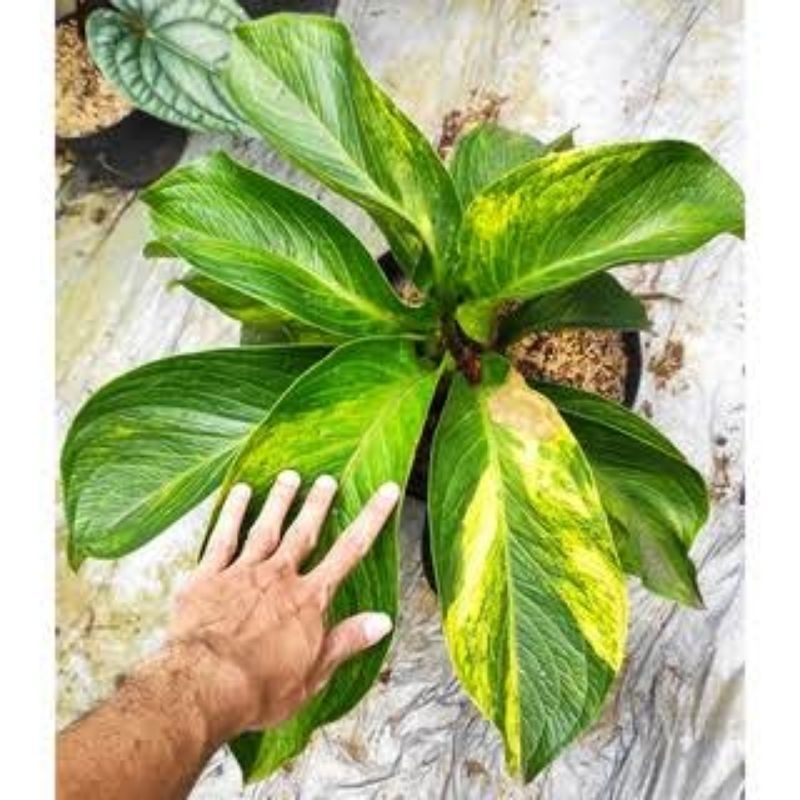 Jemani Tanduk Varigata anakan-remaja