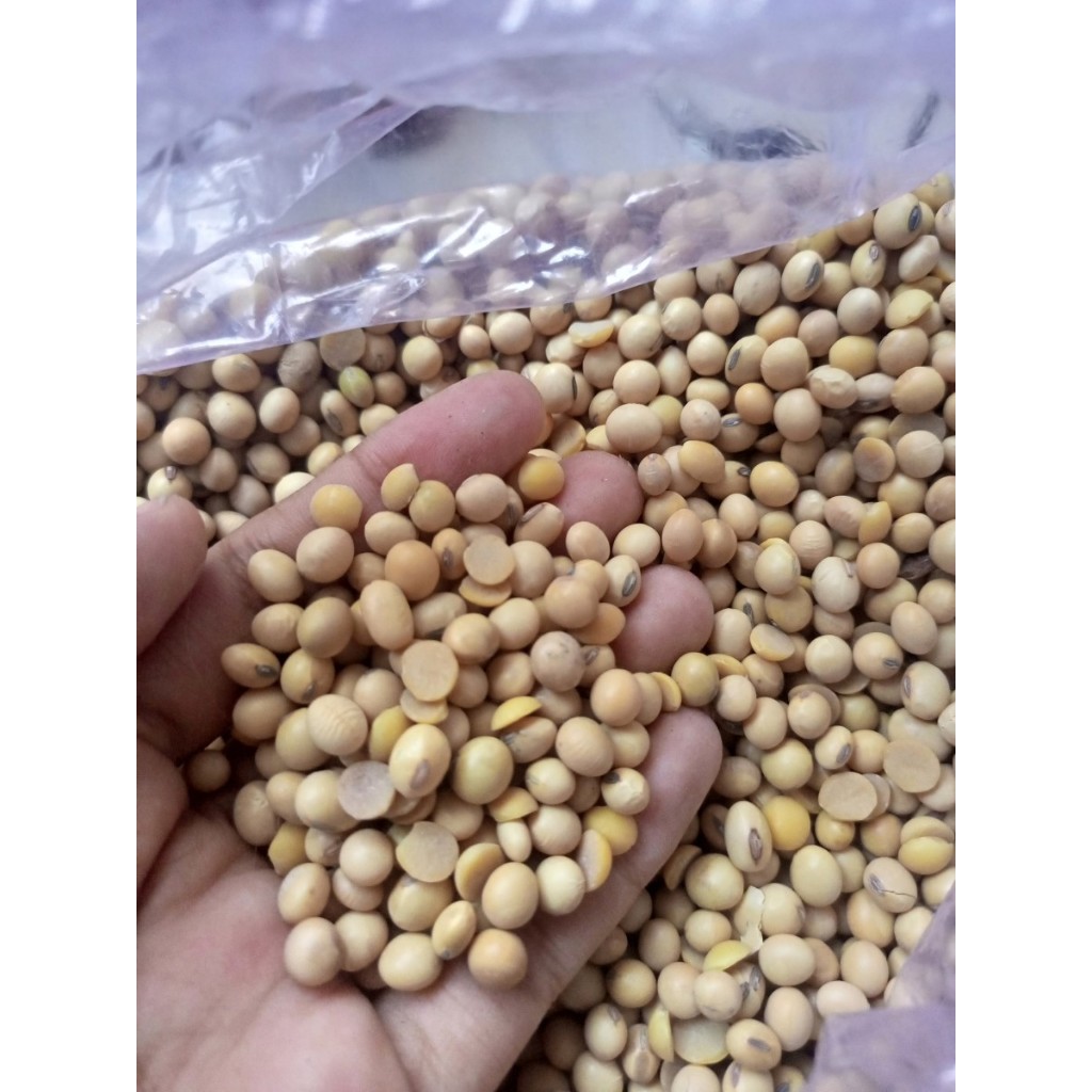 

Kacang Kedelai Kualitas Impor 1 Kg