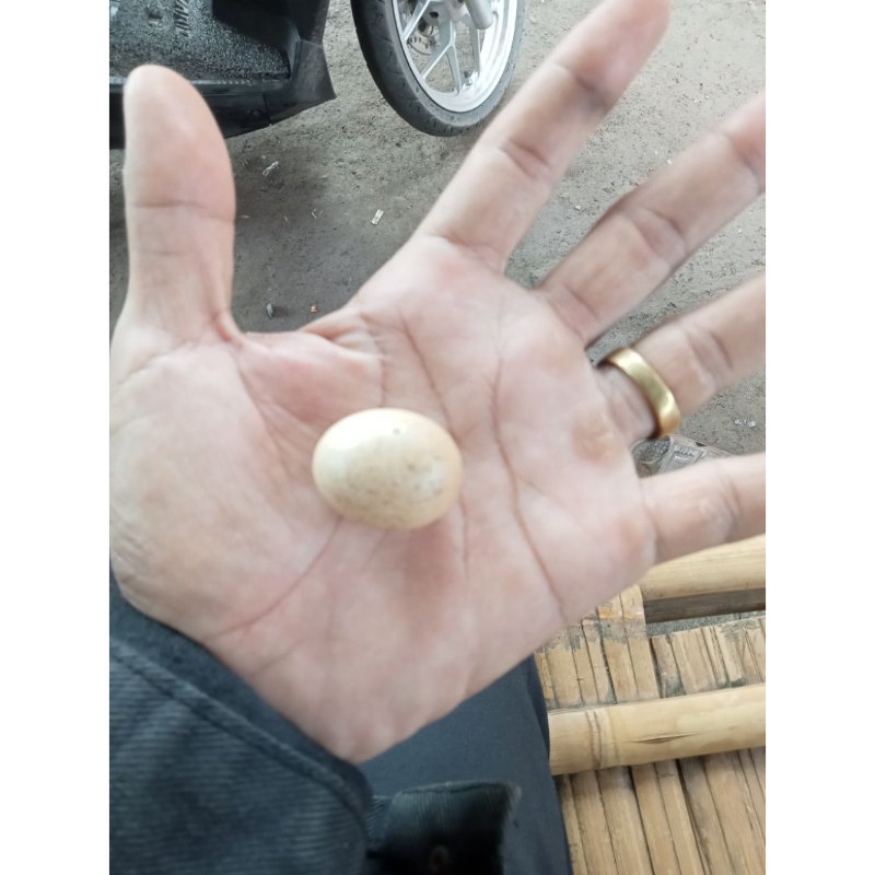 

telor ayam jago jantan.ukuran nya kecil.tapi keras banget.kga bisa pecah