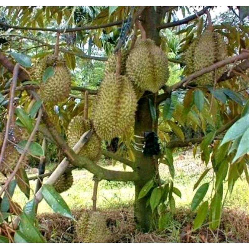 

BIJI DURIAN